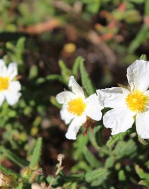 Fotografia 9 da espécie Cistus psilosepalus no Jardim Botânico UTAD