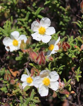 Fotografia 10 da espécie Cistus psilosepalus no Jardim Botânico UTAD