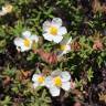 Fotografia 10 da espécie Cistus psilosepalus do Jardim Botânico UTAD