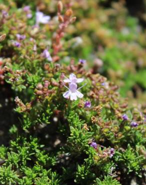 Fotografia 12 da espécie Thymus caespititius no Jardim Botânico UTAD