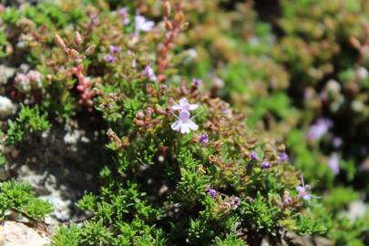 Fotografia da espécie Thymus caespititius