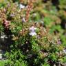 Fotografia 12 da espécie Thymus caespititius do Jardim Botânico UTAD