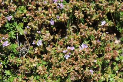 Fotografia da espécie Thymus caespititius