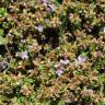 Fotografia 13 da espécie Thymus caespititius do Jardim Botânico UTAD