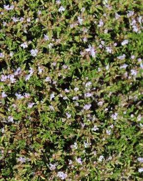 Fotografia 14 da espécie Thymus caespititius no Jardim Botânico UTAD