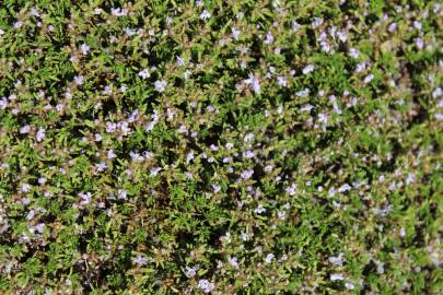 Fotografia da espécie Thymus caespititius