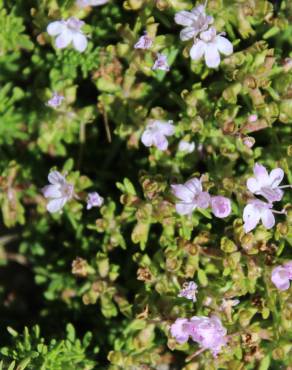 Fotografia 15 da espécie Thymus caespititius no Jardim Botânico UTAD