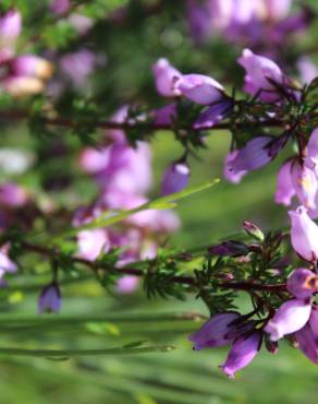 Fotografia 13 da espécie Erica cinerea no Jardim Botânico UTAD