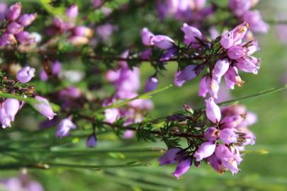 Fotografia da espécie Erica cinerea