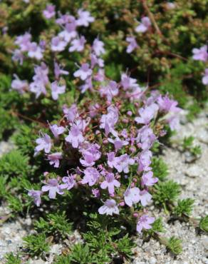 Fotografia 16 da espécie Thymus caespititius no Jardim Botânico UTAD