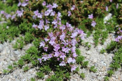 Fotografia da espécie Thymus caespititius