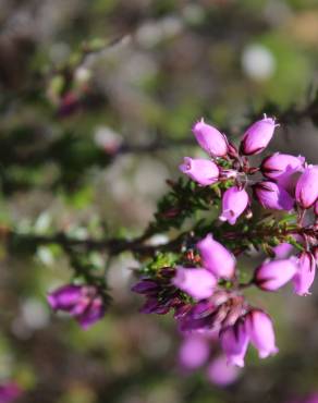 Fotografia 15 da espécie Erica cinerea no Jardim Botânico UTAD