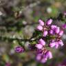 Fotografia 15 da espécie Erica cinerea do Jardim Botânico UTAD