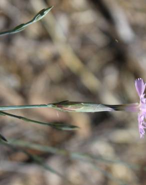 Fotografia 14 da espécie Dianthus lusitanus no Jardim Botânico UTAD