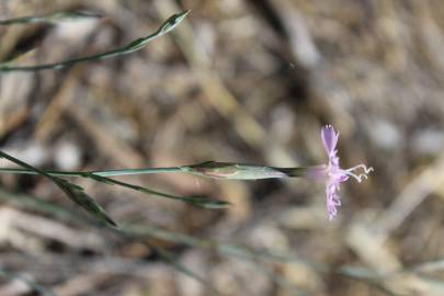 Fotografia da espécie Dianthus lusitanus