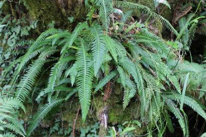 Fotografia da espécie Blechnum spicant subesp. spicant var. spicant