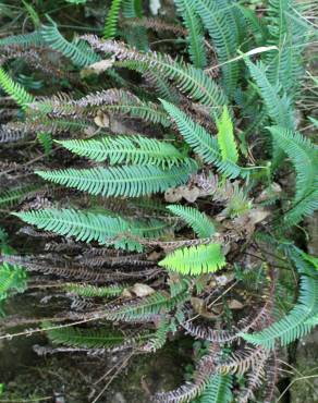 Fotografia 9 da espécie Blechnum spicant subesp. spicant var. spicant no Jardim Botânico UTAD