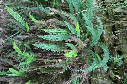 Fotografia da espécie Blechnum spicant subesp. spicant var. spicant