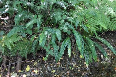 Fotografia da espécie Blechnum spicant subesp. spicant var. spicant