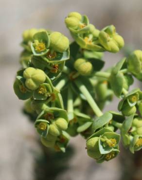 Fotografia 28 da espécie Euphorbia paralias no Jardim Botânico UTAD
