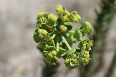 Fotografia da espécie Euphorbia paralias