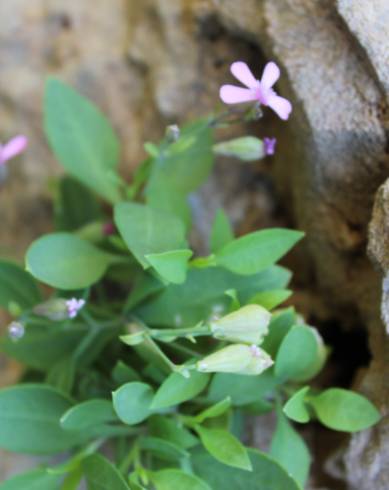 Fotografia de capa Silene pardoi - do Jardim Botânico