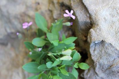 Fotografia da espécie Silene pardoi