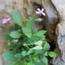Fotografia 1 da espécie Silene pardoi do Jardim Botânico UTAD