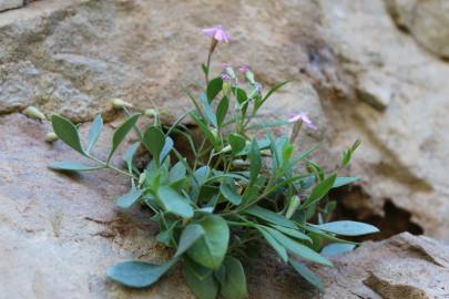 Fotografia da espécie Silene pardoi