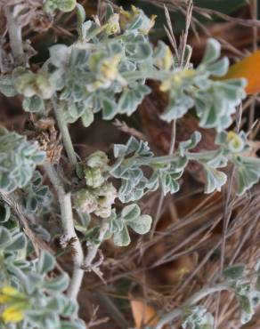 Fotografia 14 da espécie Medicago marina no Jardim Botânico UTAD