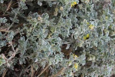 Fotografia da espécie Medicago marina