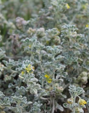 Fotografia 19 da espécie Medicago marina no Jardim Botânico UTAD