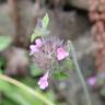 Fotografia 18 da espécie Clinopodium vulgare do Jardim Botânico UTAD