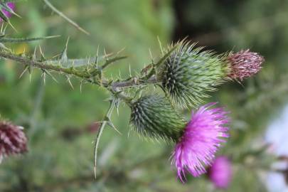 Fotografia da espécie Cirsium vulgare