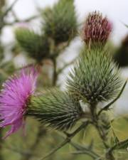 Fotografia da espécie Cirsium vulgare