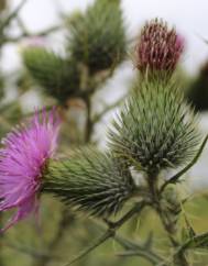 Cirsium vulgare