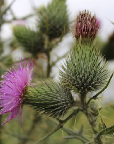 Fotografia de capa Cirsium vulgare - do Jardim Botânico