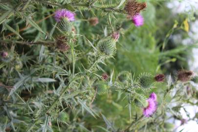 Fotografia da espécie Cirsium vulgare