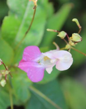 Fotografia 19 da espécie Impatiens balfourii no Jardim Botânico UTAD