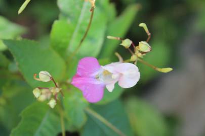 Fotografia da espécie Impatiens balfourii