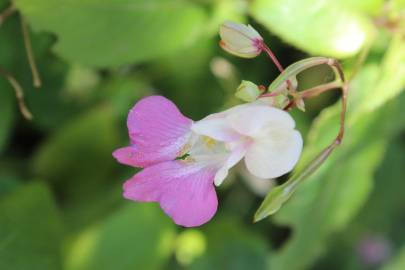 Fotografia da espécie Impatiens balfourii