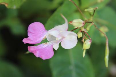 Fotografia da espécie Impatiens balfourii