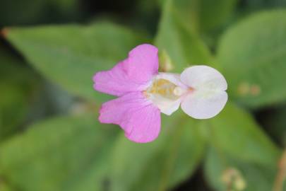 Fotografia da espécie Impatiens balfourii