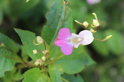 Fotografia da espécie Impatiens balfourii