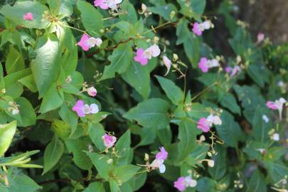 Fotografia da espécie Impatiens balfourii