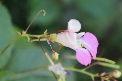 Fotografia da espécie Impatiens balfourii