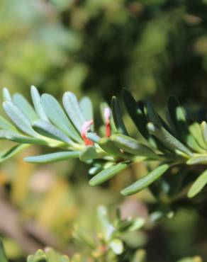Fotografia 7 da espécie Podocarpus alpinus no Jardim Botânico UTAD