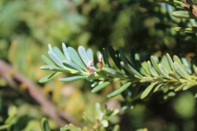 Fotografia da espécie Podocarpus alpinus