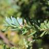 Fotografia 7 da espécie Podocarpus alpinus do Jardim Botânico UTAD