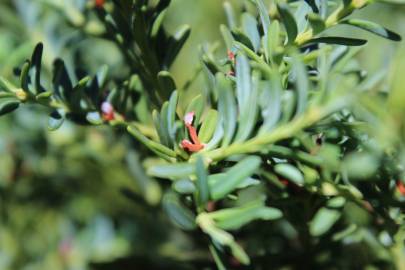 Fotografia da espécie Podocarpus alpinus